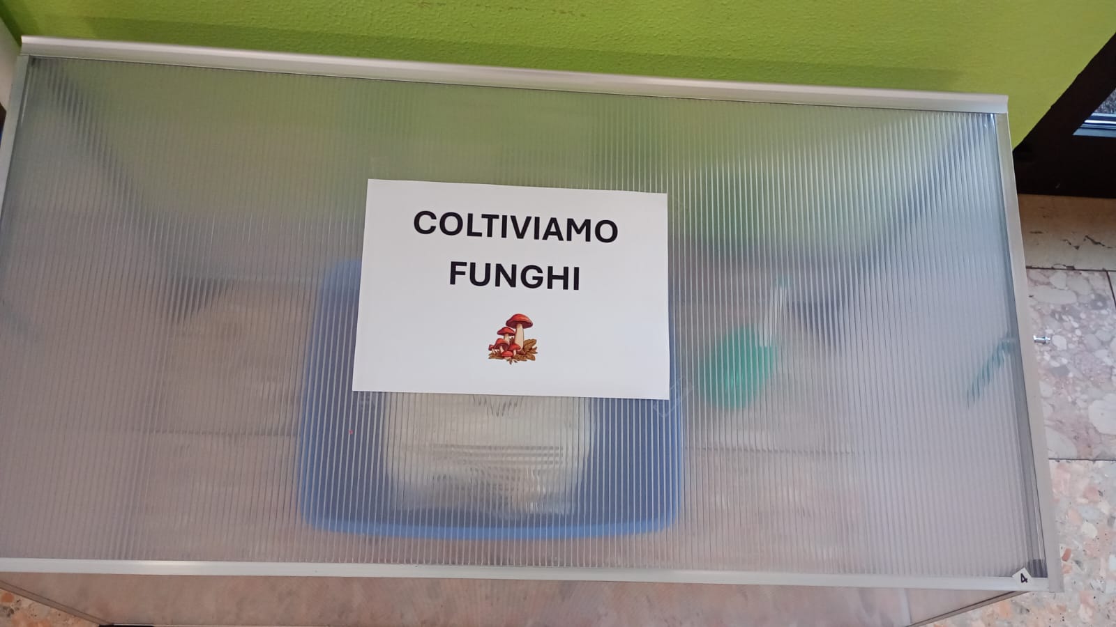 FUNGHI A SCUOLA