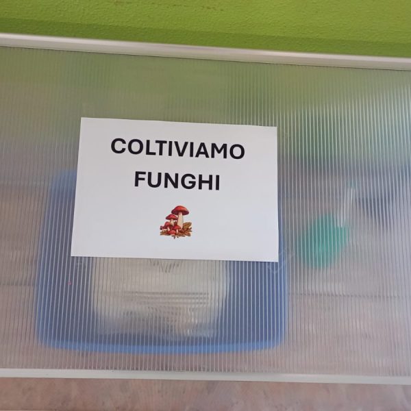 FUU
